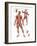 Muscular System-null-Framed Art Print