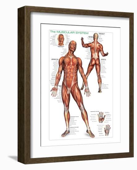 Muscular System-null-Framed Art Print