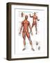 Muscular System-null-Framed Art Print