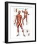 Muscular System-null-Framed Art Print