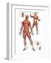 Muscular System-null-Framed Art Print