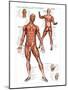 Muscular System-null-Mounted Art Print