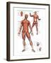 Muscular System-null-Framed Art Print