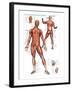 Muscular System-null-Framed Art Print