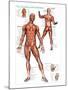 Muscular System-null-Mounted Art Print