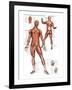 Muscular System-null-Framed Art Print