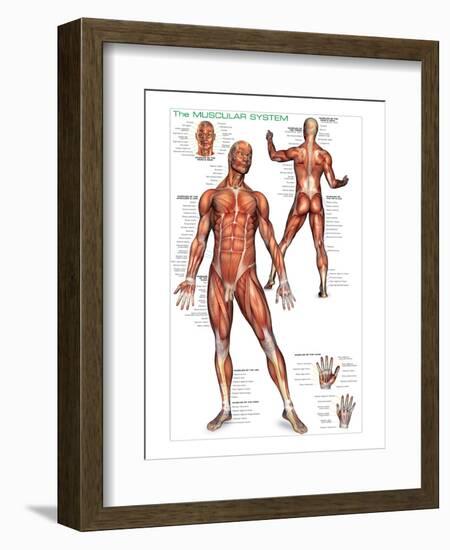 Muscular System-null-Framed Art Print