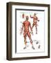 Muscular System-null-Framed Art Print