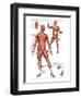 Muscular System-null-Framed Art Print