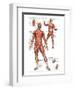 Muscular System-null-Framed Art Print