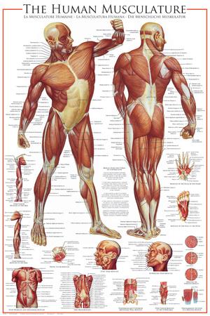 https://imgc.allpostersimages.com/img/posters/muscular-system_u-L-F7AUSM0.jpg?artPerspective=n