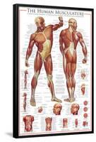 Muscular System-null-Framed Poster