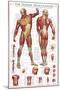 Muscular System-null-Mounted Poster