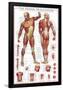 Muscular System-null-Framed Poster