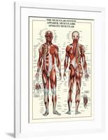 Muscular System-null-Framed Poster