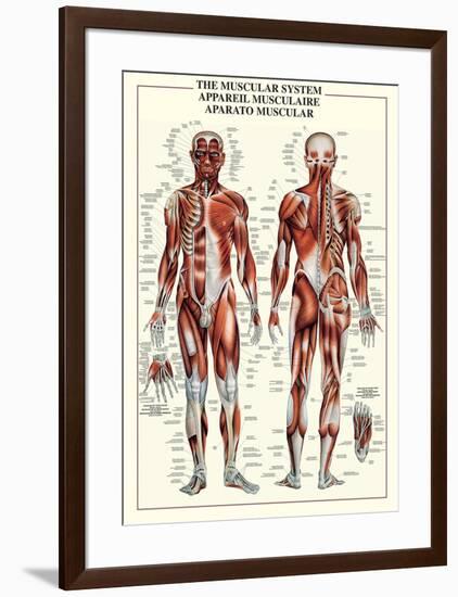 Muscular System-null-Framed Poster