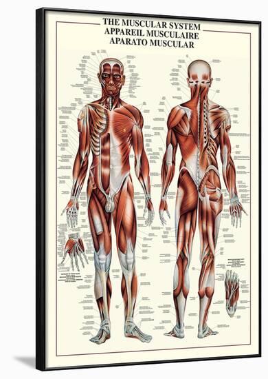 Muscular System-null-Framed Poster