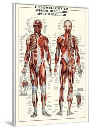 'Muscular System' Photo | AllPosters.com