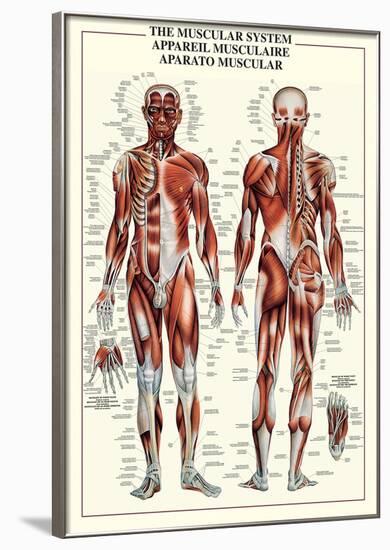 Muscular System-null-Framed Poster