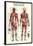 Muscular System-null-Framed Poster