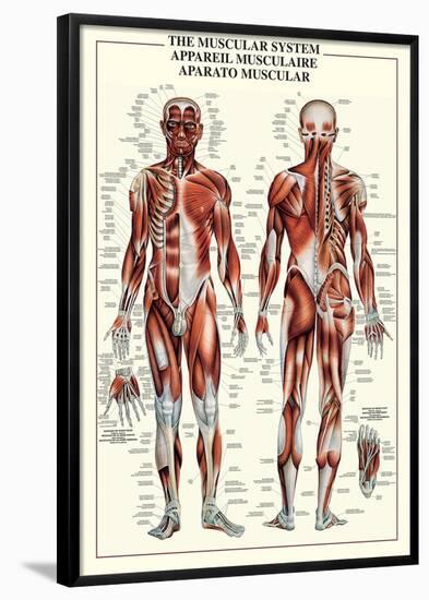 Muscular System-null-Framed Poster