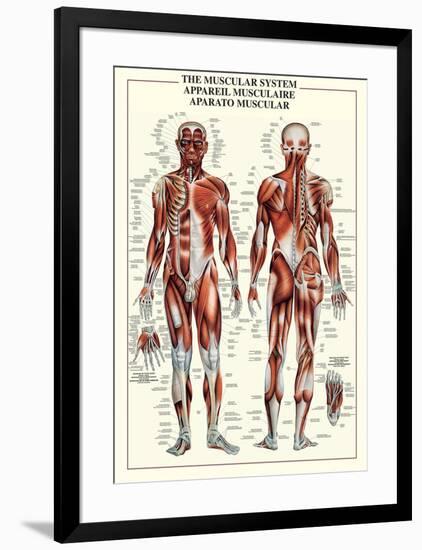 Muscular System-null-Framed Poster