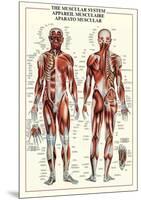 Muscular System-null-Mounted Poster