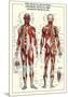 Muscular System-null-Mounted Poster