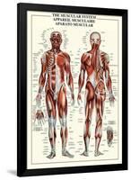 Muscular System-null-Framed Poster