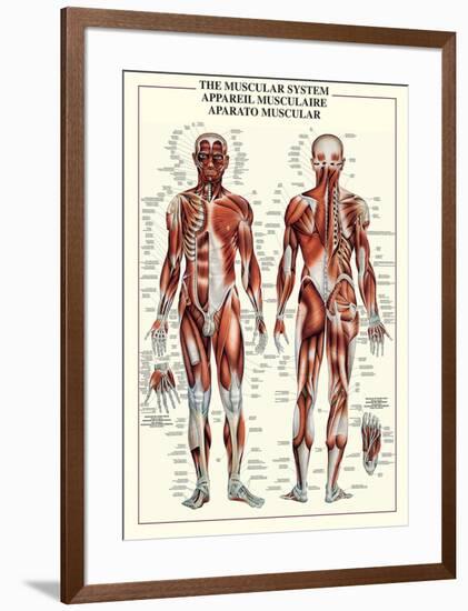 Muscular System-null-Framed Poster