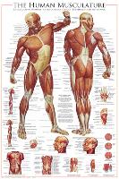 Muscular System-null-Lamina Framed Poster