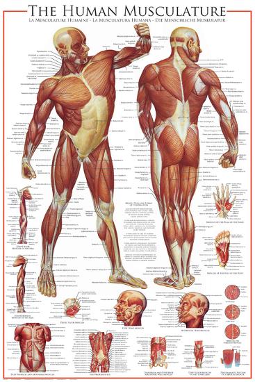 Muscular System-null-Lamina Framed Poster