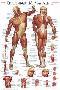 Muscular System-null-Lamina Framed Poster