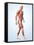 Muscular System-Roger Harris-Framed Stretched Canvas