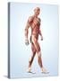 Muscular System-Roger Harris-Stretched Canvas