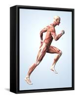 Muscular System-Roger Harris-Framed Stretched Canvas