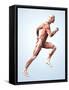 Muscular System-Roger Harris-Framed Stretched Canvas