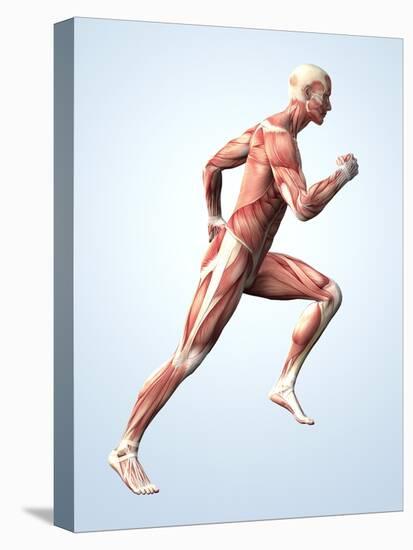 Muscular System-Roger Harris-Stretched Canvas