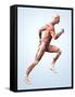 Muscular System-Roger Harris-Framed Stretched Canvas