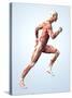 Muscular System-Roger Harris-Stretched Canvas