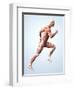 Muscular System-Roger Harris-Framed Premium Photographic Print