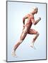 Muscular System-Roger Harris-Mounted Premium Photographic Print