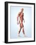 Muscular System-Roger Harris-Framed Photographic Print