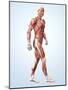 Muscular System-Roger Harris-Mounted Photographic Print