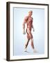 Muscular System-Roger Harris-Framed Photographic Print