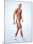 Muscular System-Roger Harris-Mounted Photographic Print