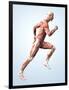 Muscular System-Roger Harris-Framed Photographic Print