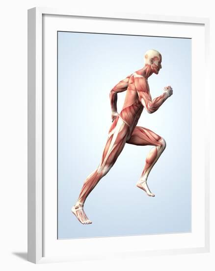 Muscular System-Roger Harris-Framed Photographic Print