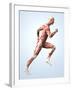 Muscular System-Roger Harris-Framed Photographic Print