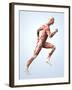 Muscular System-Roger Harris-Framed Photographic Print